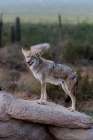 A coyote takes advantage of a rock to gain a better view. Art Print
